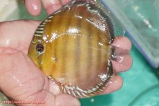 画像1: 【ワイルドディスカス】【通販】【３年ぶりの入荷】ラーゴクリペア スーパーレッド【個体販売】12-13cm（生体）クリペア産 (1)