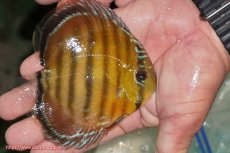 画像2: 【ワイルドディスカス】【通販】【３年ぶりの入荷】ラーゴクリペア スーパーレッド【個体販売】12-13cm（生体）クリペア産 (2)