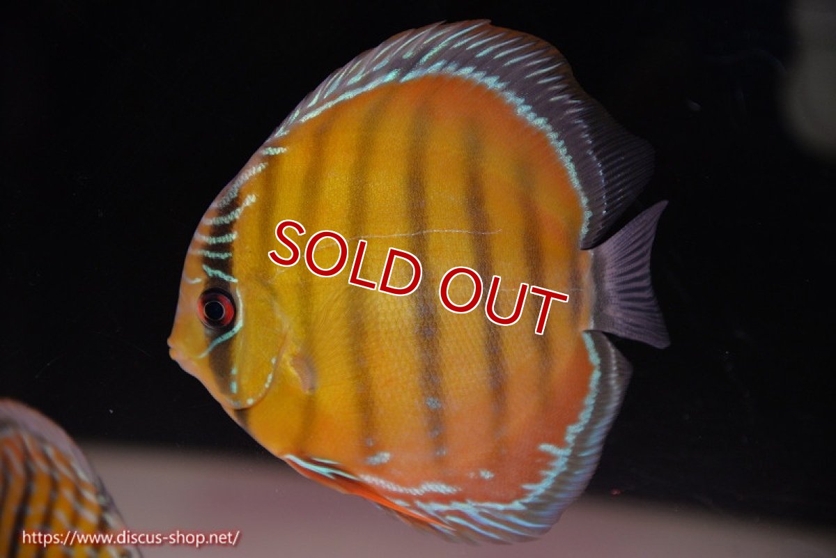 画像1: 【ワイルドディスカス】【通販】【３年ぶりの入荷】ラーゴクリペア スーパーレッド【個体販売】12-13cm（生体）クリペア産 (1)