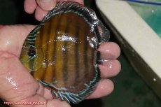 画像1: 【ワイルドディスカス】【通販】【３年ぶりの入荷】ラーゴクリペア スーパーレッド【個体販売】12-13cm（生体）クリペア産 (1)