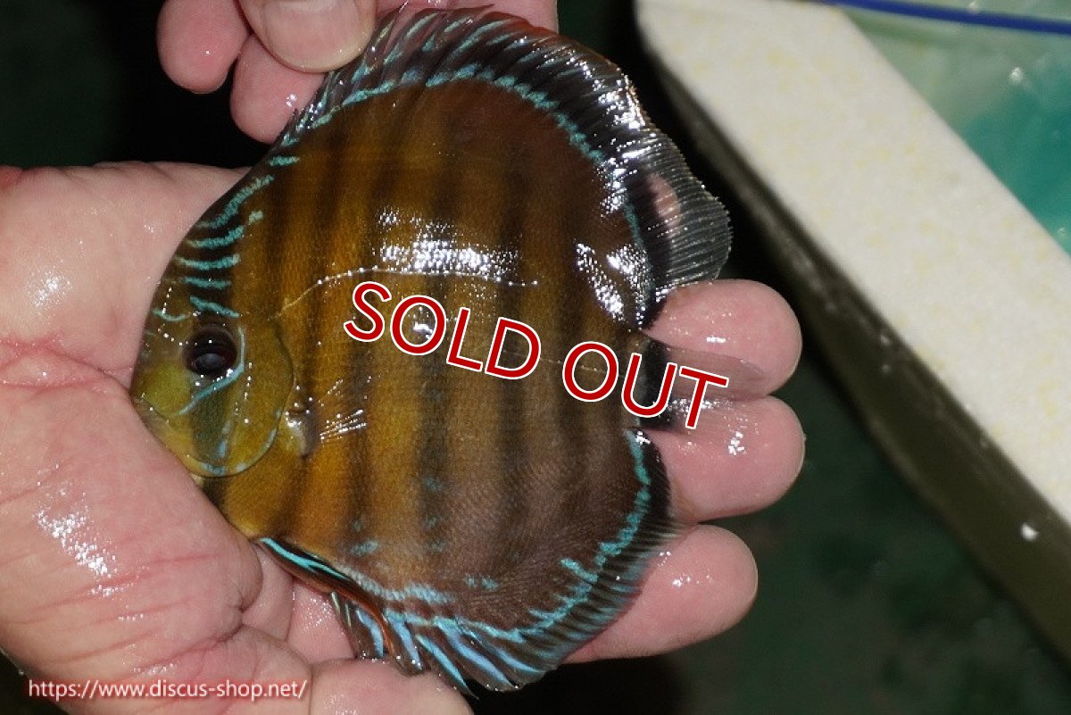 画像2: 【ワイルドディスカス】【通販】【３年ぶりの入荷】ラーゴクリペア スーパーレッド【個体販売】12-13cm（生体）クリペア産 (2)