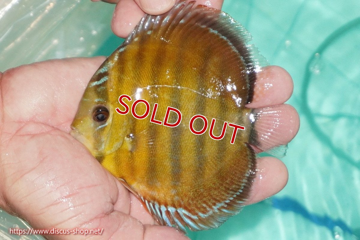 画像1: 【決算セール対象個体】【ワイルドディスカス】【通販】【３年ぶりの入荷】ラーゴクリペア スーパーレッド(金目ーオレンジ目）【個体販売】12-13cm（生体）クリペア産 (1)