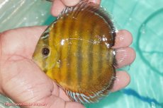 画像1: 【ワイルドディスカス】【通販】【３年ぶりの入荷】ラーゴクリペア スーパーレッド【個体販売】12-13cm（生体）クリペア産 (1)