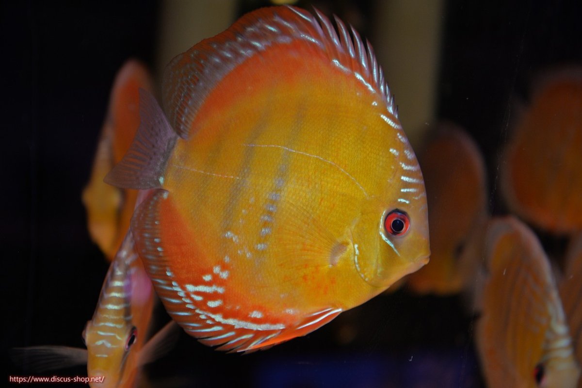 画像1: 【ワイルドディスカス】【通販】【３年ぶりの入荷】ラーゴクリペア スーパーレッド【個体販売】12-13cm（生体）クリペア産 (1)