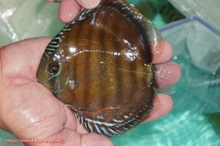 ワイルドディスカスの全商品一覧 ペットバルーンEX ワイルドディスカス