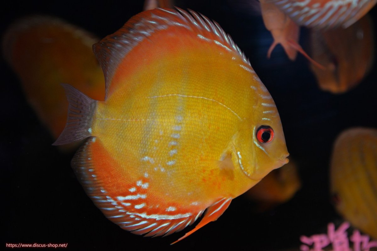 画像2: 【ワイルドディスカス】【通販】【３年ぶりの入荷】ラーゴクリペア スーパーレッド【個体販売】12-13cm（生体）クリペア産 (2)