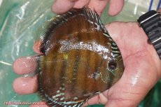 画像4: 【ワイルドディスカス】【通販】【３年ぶりの入荷】ラーゴクリペア スーパーレッド【個体販売】12-13cm（生体）クリペア産 (4)