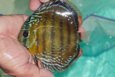 画像1: 【ワイルドディスカス】【通販】【３年ぶりの入荷】ラーゴクリペア スーパーレッド【個体販売】12-13cm（生体）クリペア産 (1)