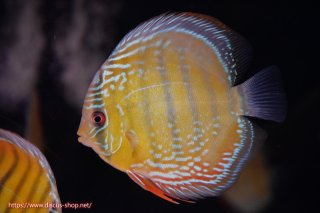 ワイルドディスカスの全商品一覧 ペットバルーンEX ワイルドディスカス