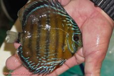 画像4: 【ワイルドディスカス】【通販】【３年ぶりの入荷】ラーゴクリペア スーパーレッド【個体販売】12-13cm（生体）クリペア産 (4)