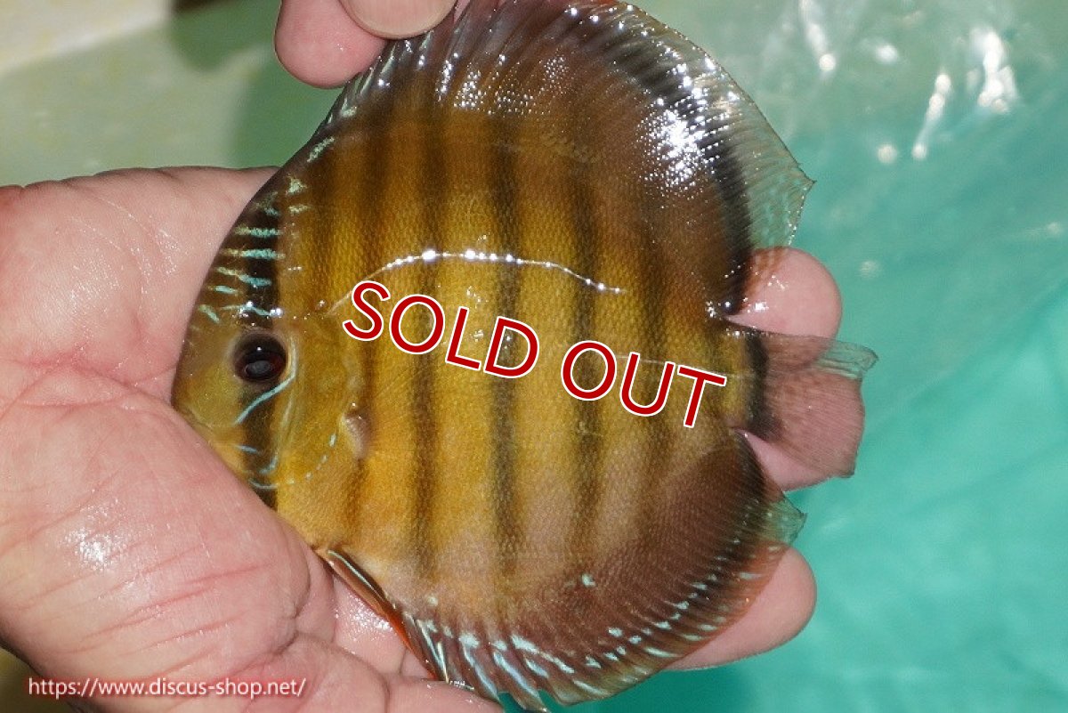 画像1: 【除夜の鐘38000円】【ワイルドディスカス】【通販】【３年ぶりの入荷】ラーゴクリペア スーパーレッド【個体販売】12-13cm（生体）クリペア産 (1)