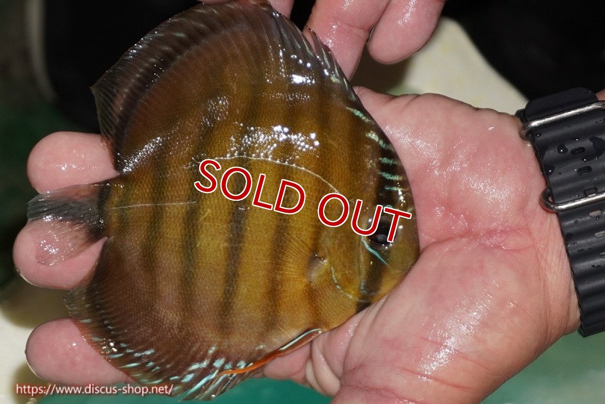 画像2: 【除夜の鐘38000円】【ワイルドディスカス】【通販】【３年ぶりの入荷】ラーゴクリペア スーパーレッド【個体販売】12-13cm（生体）クリペア産 (2)