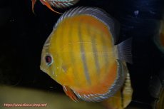 画像1: 【ワイルドディスカス】【通販】【３年ぶりの入荷】ラーゴクリペア スーパーレッド【個体販売】14cm（生体）クリペア産 (1)