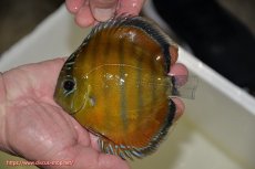 画像2: 【ワイルドディスカス】【通販】【３年ぶりの入荷】ラーゴクリペア スーパーレッド【個体販売】14cm（生体）クリペア産 (2)