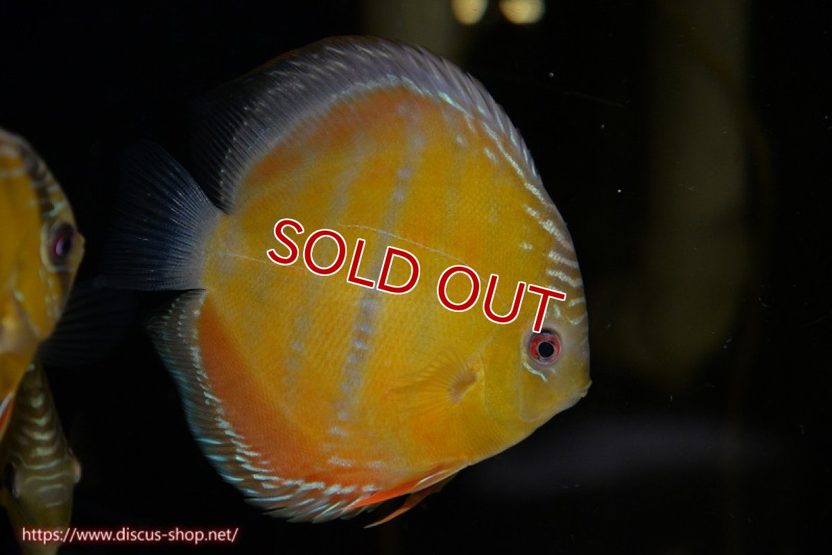 画像1: 【決算セール対象個体】【ワイルドディスカス】【通販】【３年ぶりの入荷】ラーゴクリペア スーパーレッド【個体販売】14cm（生体）クリペア産 (1)