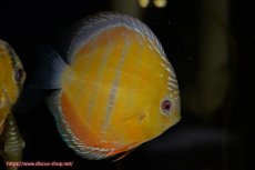 画像1: 【ワイルドディスカス】【通販】【３年ぶりの入荷】ラーゴクリペア スーパーレッド【個体販売】14cm（生体）クリペア産 (1)