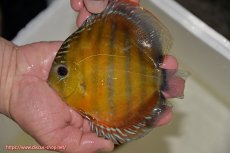 画像2: 【ワイルドディスカス】【通販】【３年ぶりの入荷】ラーゴクリペア スーパーレッド【個体販売】14cm（生体）クリペア産 (2)