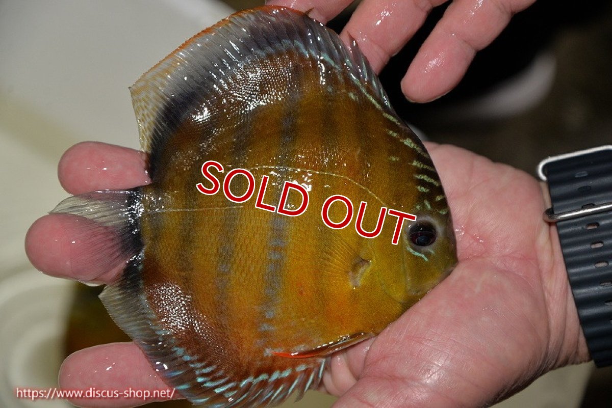 画像3: 【決算セール対象個体】【ワイルドディスカス】【通販】【３年ぶりの入荷】ラーゴクリペア スーパーレッド【個体販売】14cm（生体）クリペア産 (3)