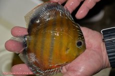 画像3: 【ワイルドディスカス】【通販】【３年ぶりの入荷】ラーゴクリペア スーパーレッド【個体販売】14cm（生体）クリペア産 (3)