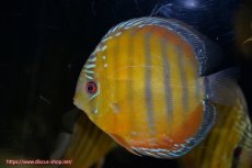 画像1: 【ワイルドディスカス】【通販】【３年ぶりの入荷】ラーゴクリペア スーパーレッド【個体販売】14cm（生体）クリペア産 (1)