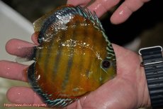 画像3: 【ワイルドディスカス】【通販】【３年ぶりの入荷】ラーゴクリペア スーパーレッド【個体販売】14cm（生体）クリペア産 (3)