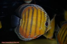 画像1: 【ワイルドディスカス】【通販】【３年ぶりの入荷】ラーゴクリペア スーパーレッド【個体販売】14cm（生体）クリペア産 (1)