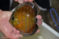 画像2: 【ワイルドディスカス】【通販】【３年ぶりの入荷】ラーゴクリペア スーパーレッド【個体販売】14cm（生体）クリペア産 (2)