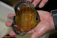 画像3: 【ワイルドディスカス】【通販】【３年ぶりの入荷】ラーゴクリペア スーパーレッド【個体販売】14cm（生体）クリペア産 (3)