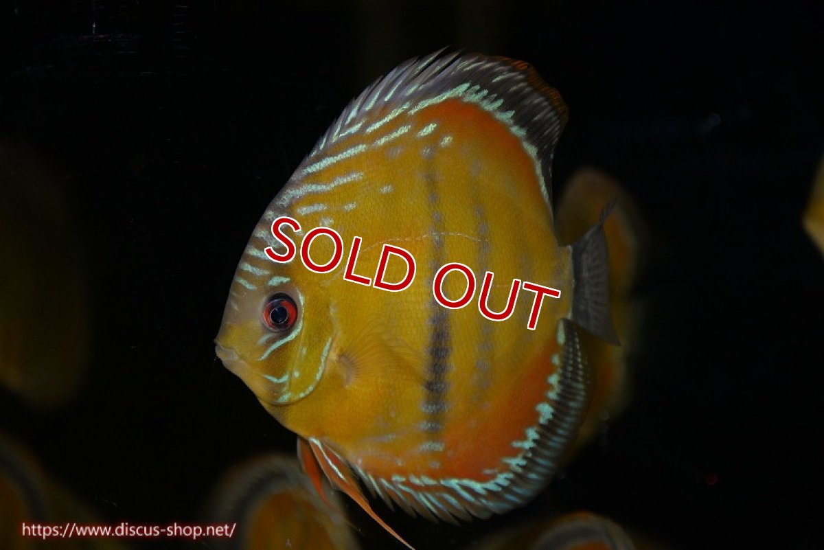 画像1: 【決算セール対象個体】【ワイルドディスカス】【通販】【３年ぶりの入荷】ラーゴクリペア スーパーレッド【個体販売】12-13cm（生体）クリペア産 (1)