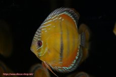 画像1: 【ワイルドディスカス】【通販】【３年ぶりの入荷】ラーゴクリペア スーパーレッド【個体販売】12-13cm（生体）クリペア産 (1)