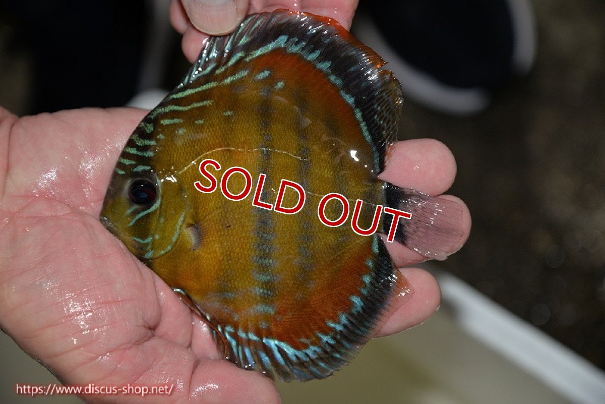 画像2: 【決算セール対象個体】【ワイルドディスカス】【通販】【３年ぶりの入荷】ラーゴクリペア スーパーレッド【個体販売】12-13cm（生体）クリペア産 (2)