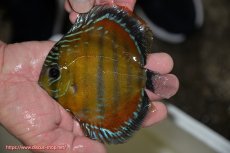 画像2: 【ワイルドディスカス】【通販】【３年ぶりの入荷】ラーゴクリペア スーパーレッド【個体販売】12-13cm（生体）クリペア産 (2)