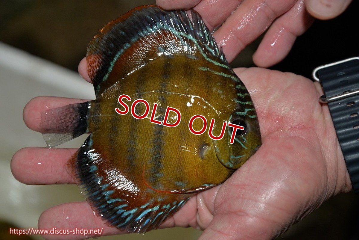 画像3: 【決算セール対象個体】【ワイルドディスカス】【通販】【３年ぶりの入荷】ラーゴクリペア スーパーレッド【個体販売】12-13cm（生体）クリペア産 (3)