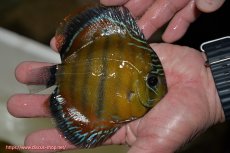 画像3: 【ワイルドディスカス】【通販】【３年ぶりの入荷】ラーゴクリペア スーパーレッド【個体販売】12-13cm（生体）クリペア産 (3)