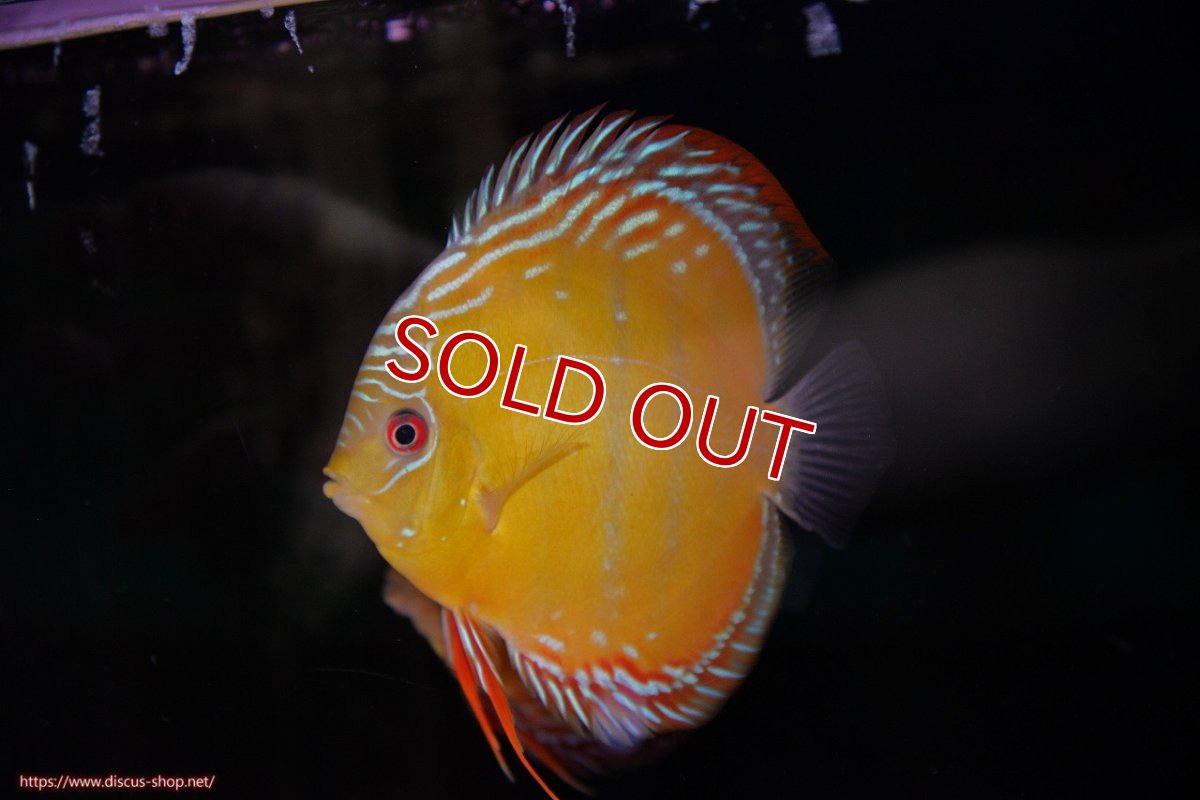 画像1: 【30周年記念セール対象個体】【ワイルドディスカス】【通販】【３年ぶりの入荷】ラーゴクリペア スーパーレッド【個体販売】12-13cm（生体）クリペア産 (1)