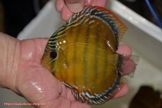 画像2: 【ワイルドディスカス】【通販】【３年ぶりの入荷】ラーゴクリペア スーパーレッド【個体販売】12-13cm（生体）クリペア産 (2)