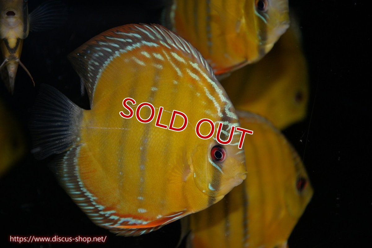 画像3: 【30周年記念セール対象個体】【ワイルドディスカス】【通販】【３年ぶりの入荷】ラーゴクリペア スーパーレッド【個体販売】12-13cm（生体）クリペア産 (3)