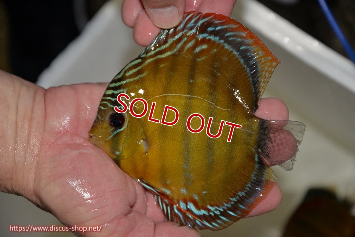 画像4: 【30周年記念セール対象個体】【ワイルドディスカス】【通販】【３年ぶりの入荷】ラーゴクリペア スーパーレッド【個体販売】12-13cm（生体）クリペア産 (4)