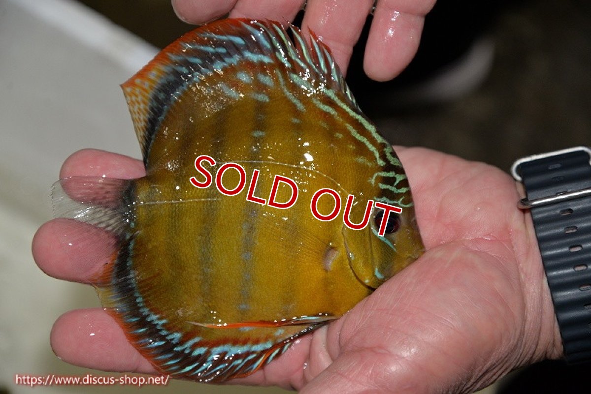 画像5: 【30周年記念セール対象個体】【ワイルドディスカス】【通販】【３年ぶりの入荷】ラーゴクリペア スーパーレッド【個体販売】12-13cm（生体）クリペア産 (5)