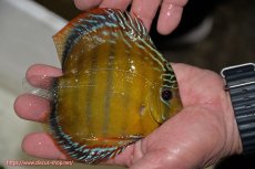 画像5: 【30周年記念セール対象個体】【ワイルドディスカス】【通販】【３年ぶりの入荷】ラーゴクリペア スーパーレッド【個体販売】12-13cm（生体）クリペア産 (5)