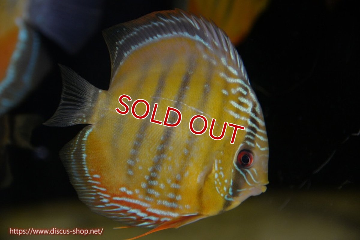 画像1: 【決算セール対象個体】【ワイルドディスカス】【通販】【３年ぶりの入荷】ラーゴクリペア スーパーレッド【個体販売】12-13cm（生体）クリペア産 (1)