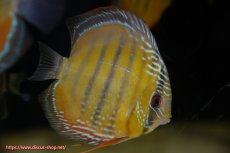 画像1: 【ワイルドディスカス】【通販】【３年ぶりの入荷】ラーゴクリペア スーパーレッド【個体販売】12-13cm（生体）クリペア産 (1)