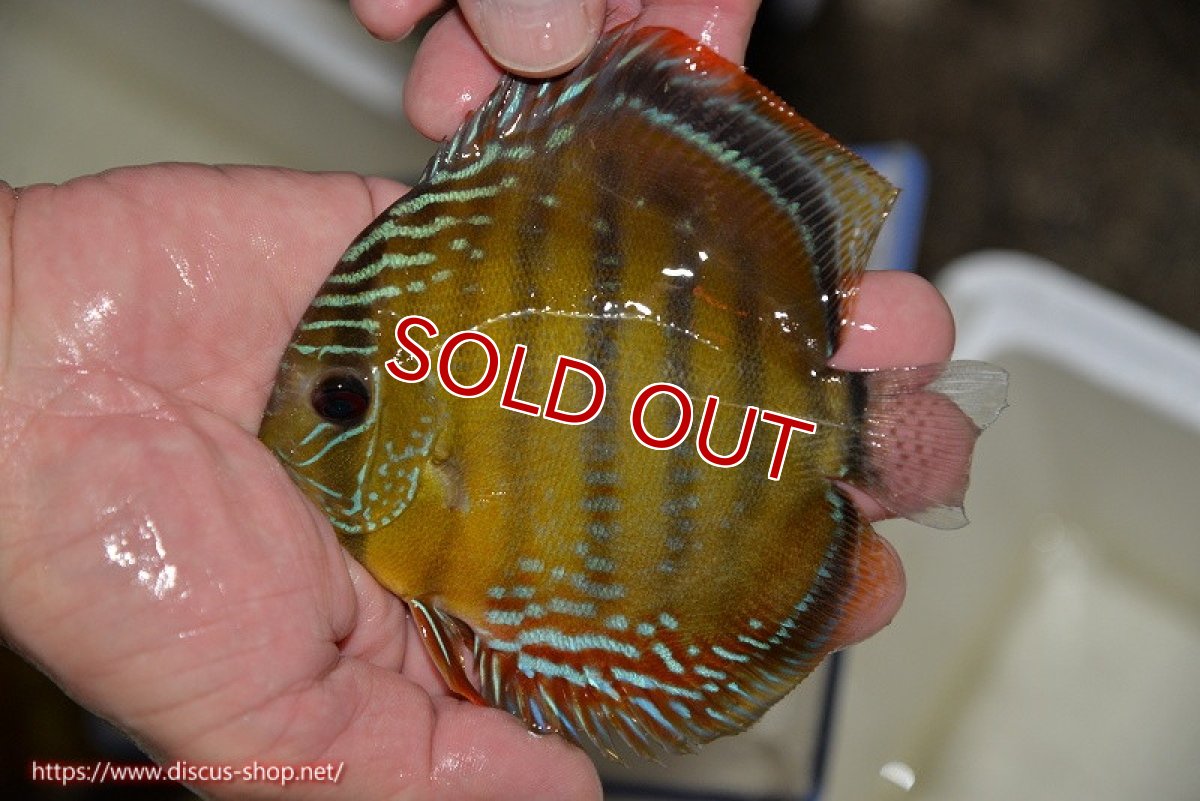 画像2: 【決算セール対象個体】【ワイルドディスカス】【通販】【３年ぶりの入荷】ラーゴクリペア スーパーレッド【個体販売】12-13cm（生体）クリペア産 (2)