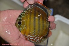 画像2: 【ワイルドディスカス】【通販】【３年ぶりの入荷】ラーゴクリペア スーパーレッド【個体販売】12-13cm（生体）クリペア産 (2)