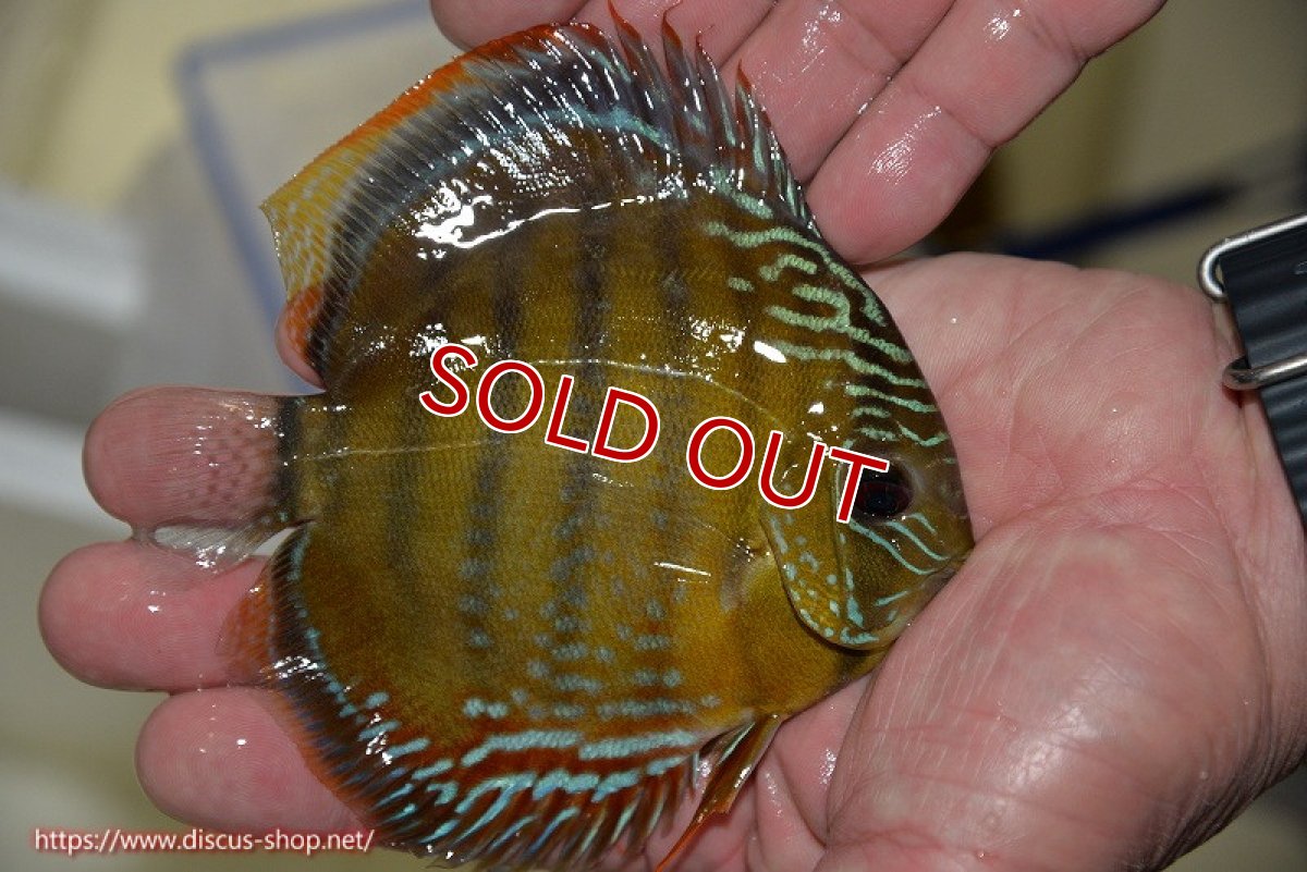 画像3: 【決算セール対象個体】【ワイルドディスカス】【通販】【３年ぶりの入荷】ラーゴクリペア スーパーレッド【個体販売】12-13cm（生体）クリペア産 (3)