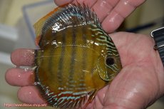 画像3: 【ワイルドディスカス】【通販】【３年ぶりの入荷】ラーゴクリペア スーパーレッド【個体販売】12-13cm（生体）クリペア産 (3)