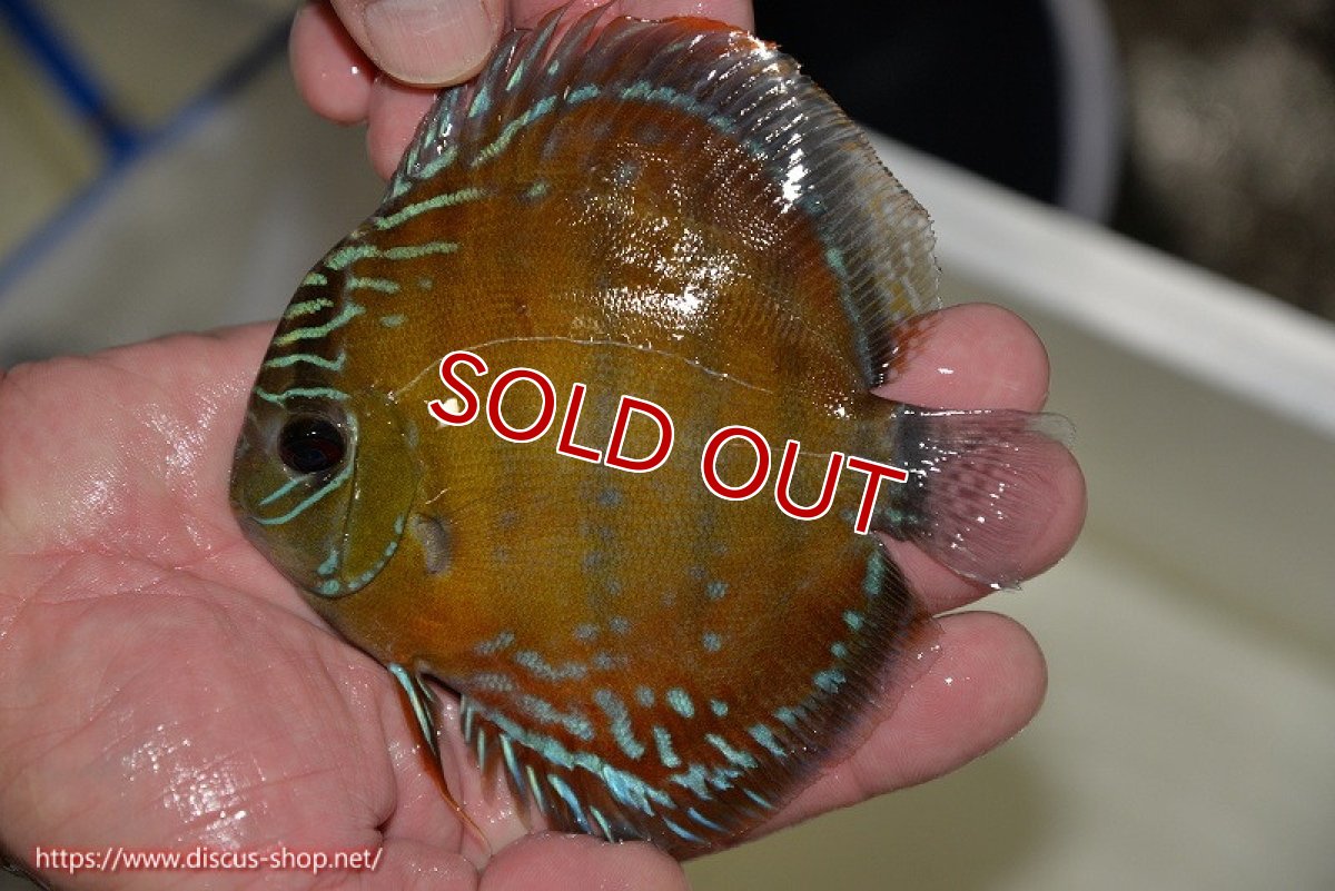 画像1: 【決算セール対象個体】【ワイルドディスカス】【通販】【３年ぶりの入荷】ラーゴクリペア レッド【個体販売】11-13cm（生体）クリペア産 (1)