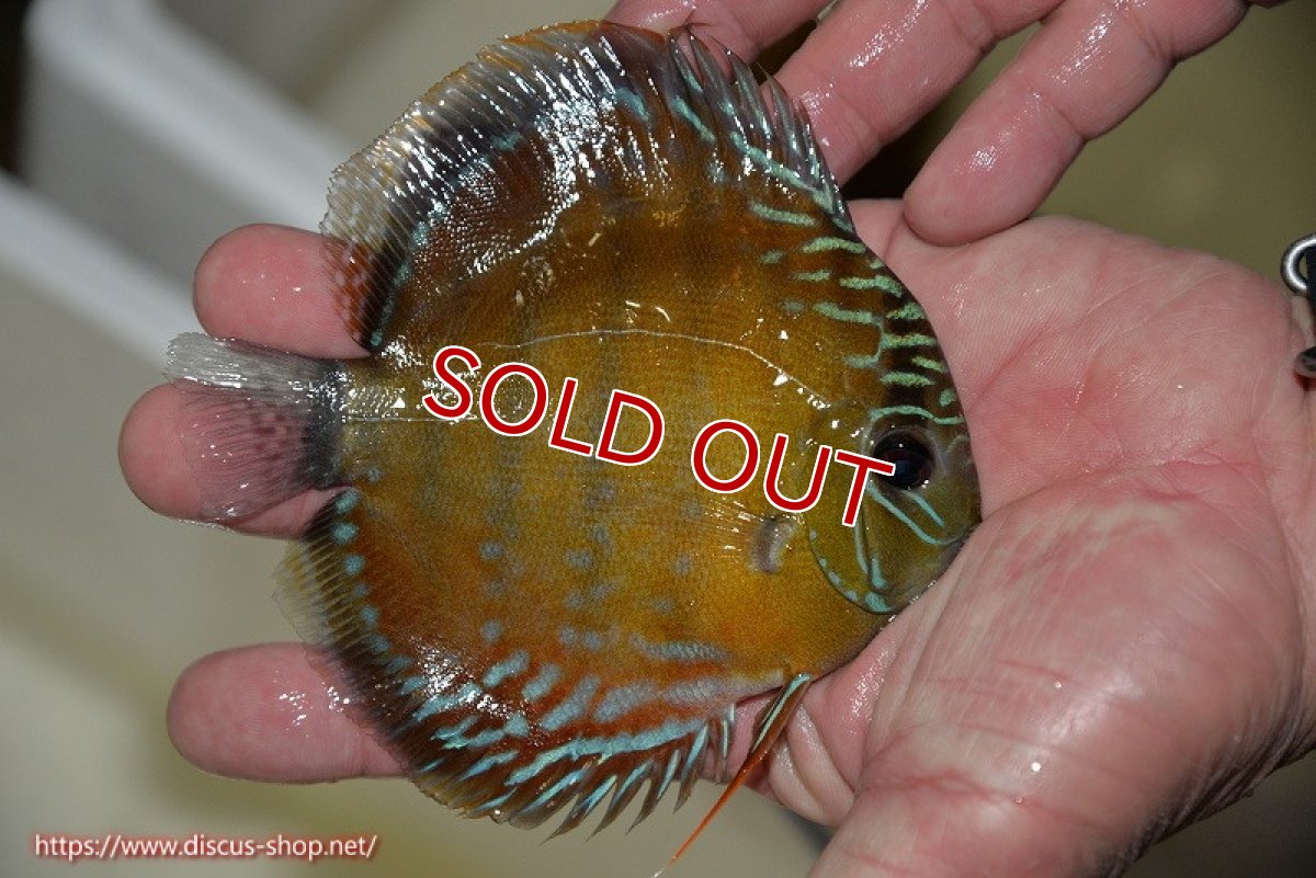 画像2: 【決算セール対象個体】【ワイルドディスカス】【通販】【３年ぶりの入荷】ラーゴクリペア レッド【個体販売】11-13cm（生体）クリペア産 (2)