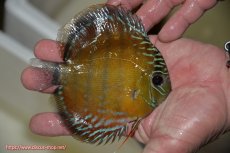 画像2: 【ワイルドディスカス】【通販】【３年ぶりの入荷】ラーゴクリペア レッド【個体販売】11-13cm（生体）クリペア産 (2)