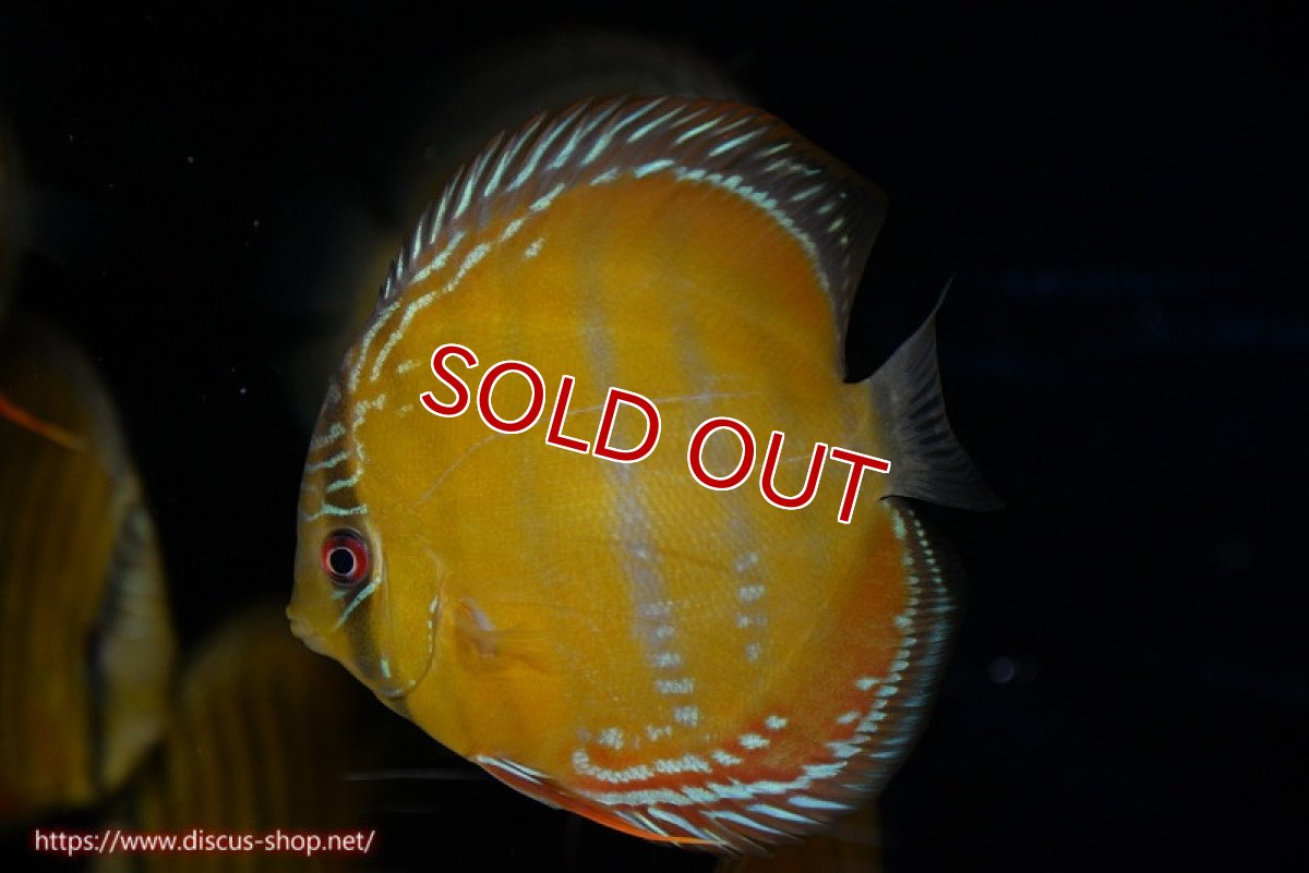 画像1: 【決算セール対象個体】【ワイルドディスカス】【通販】【３年ぶりの入荷】ラーゴクリペア レッド【個体販売】11-13cm（生体）クリペア産 (1)